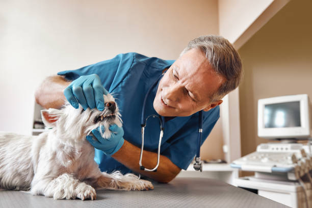 Best Emergency Gum Treatment in Cameron, WI